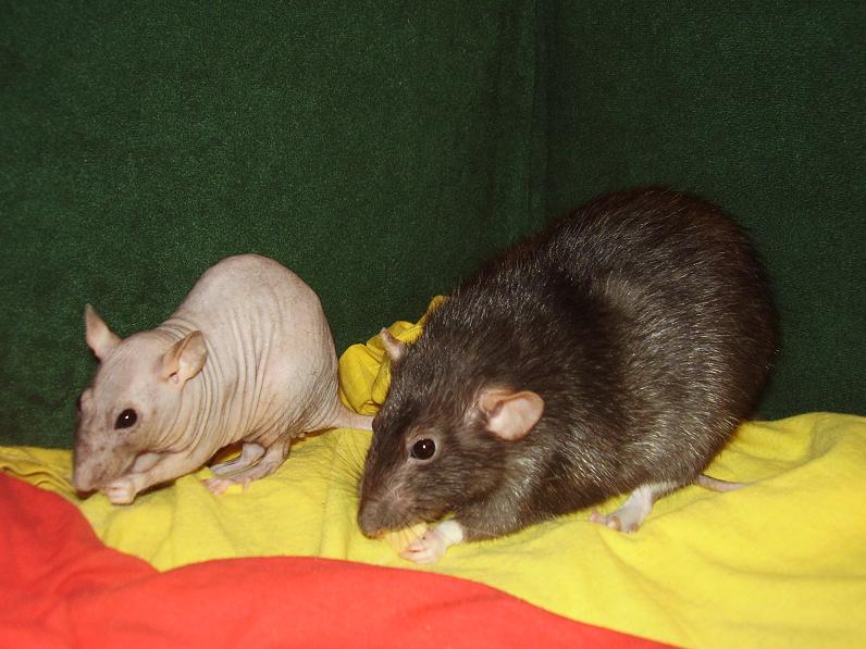 Nenažranci